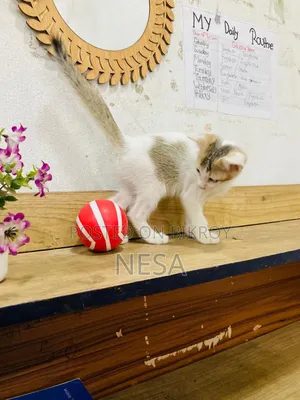 0-1 Month Female Mixed Breed Bengal