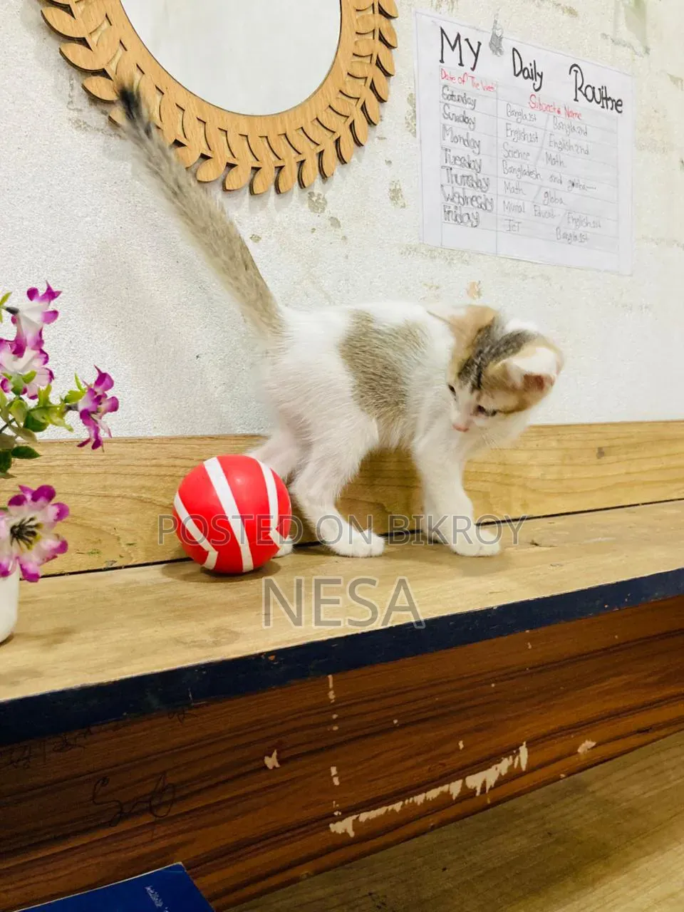 0-1 Month Female Mixed Breed Bengal