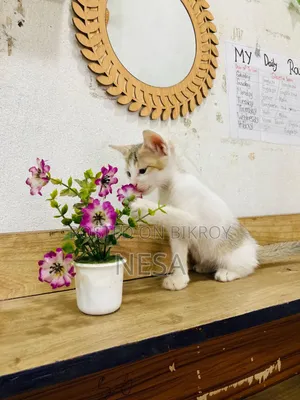 0-1 Month Female Mixed Breed Bengal