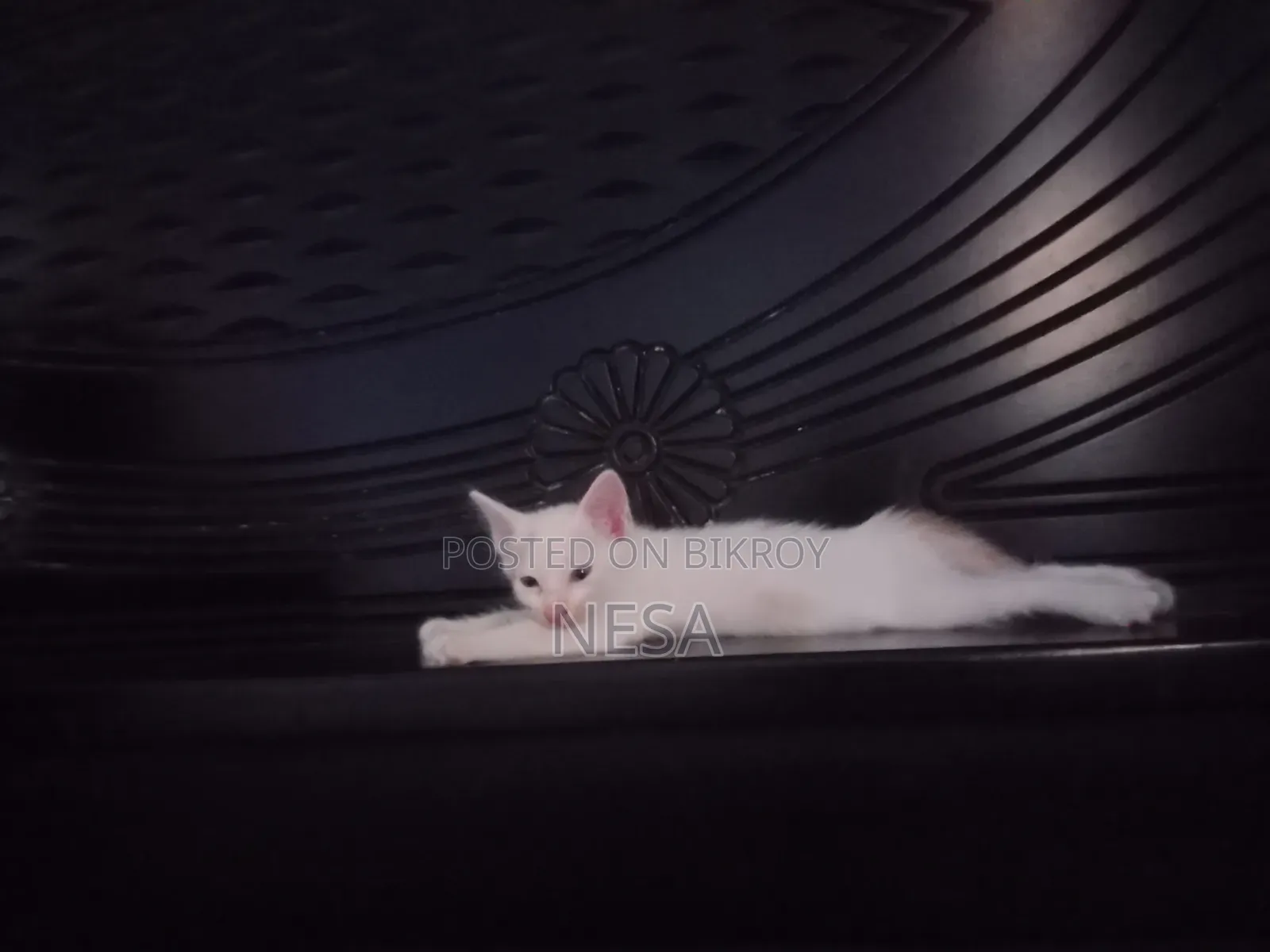 0-1 Month Female Mixed Breed Bengal
