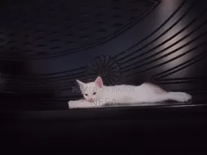 0-1 Month Female Mixed Breed Bengal
