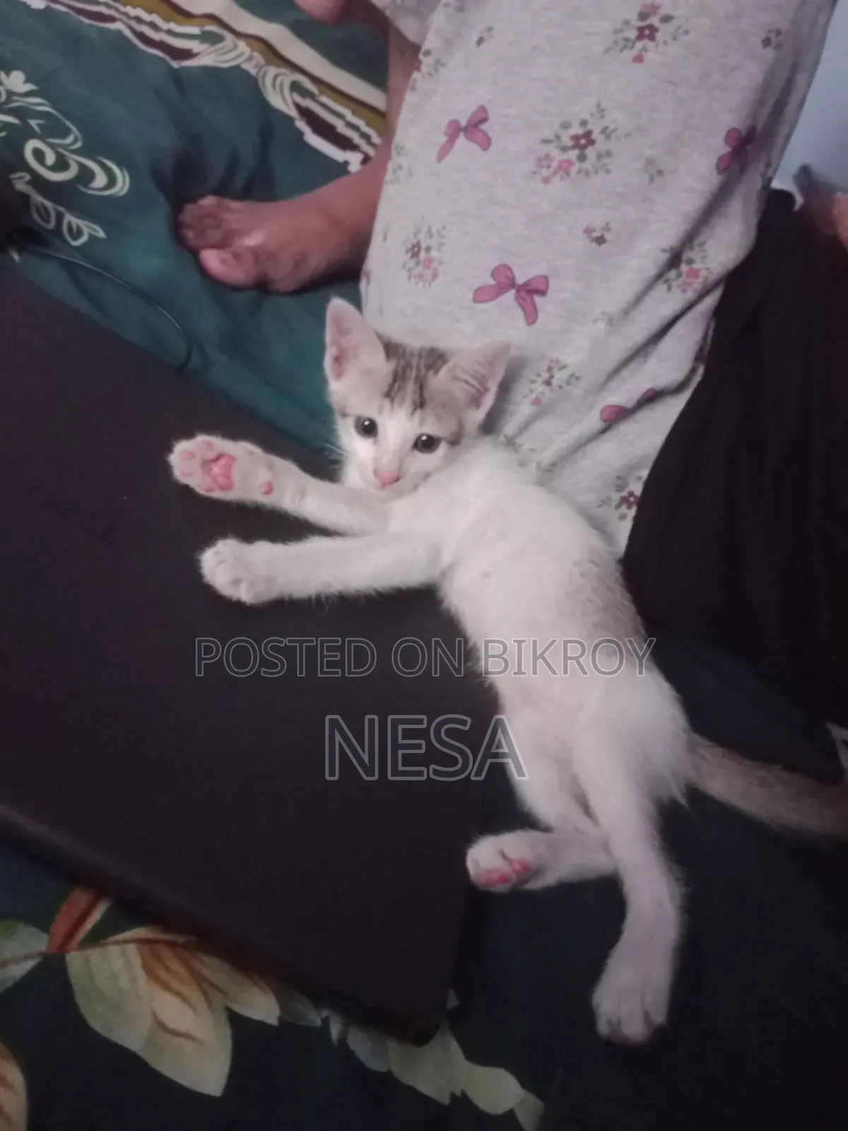 0-1 Month Female Mixed Breed Bengal