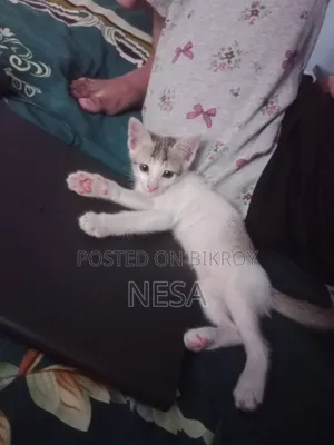 0-1 Month Female Mixed Breed Bengal