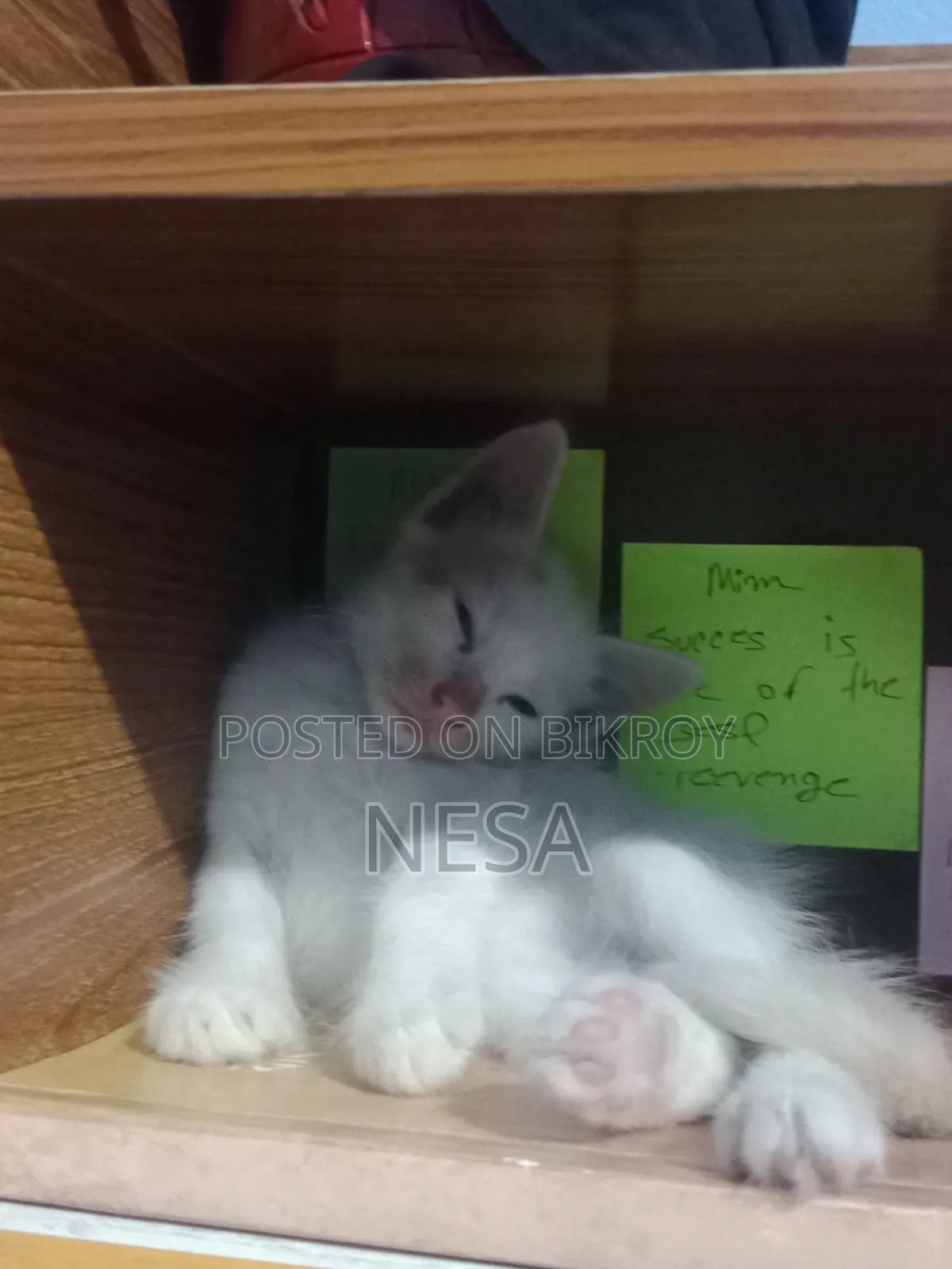 0-1 Month Female Mixed Breed Bengal