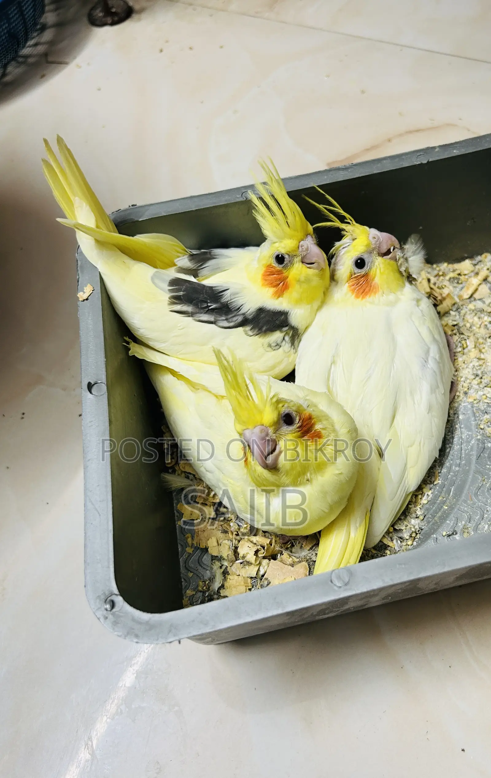 Cockatiels
