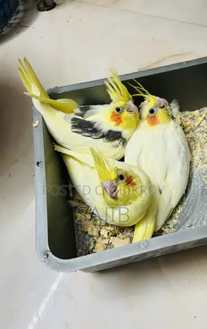 Cockatiels