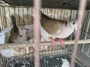অস্ট্রেলিয়ান ঘুঘু (১ জোড়া + ১টা মেইল)