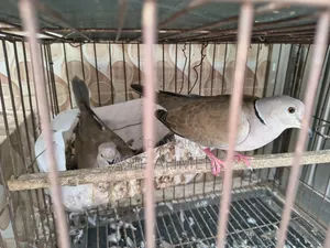 অস্ট্রেলিয়ান ঘুঘু (১ জোড়া + ১টা মেইল)