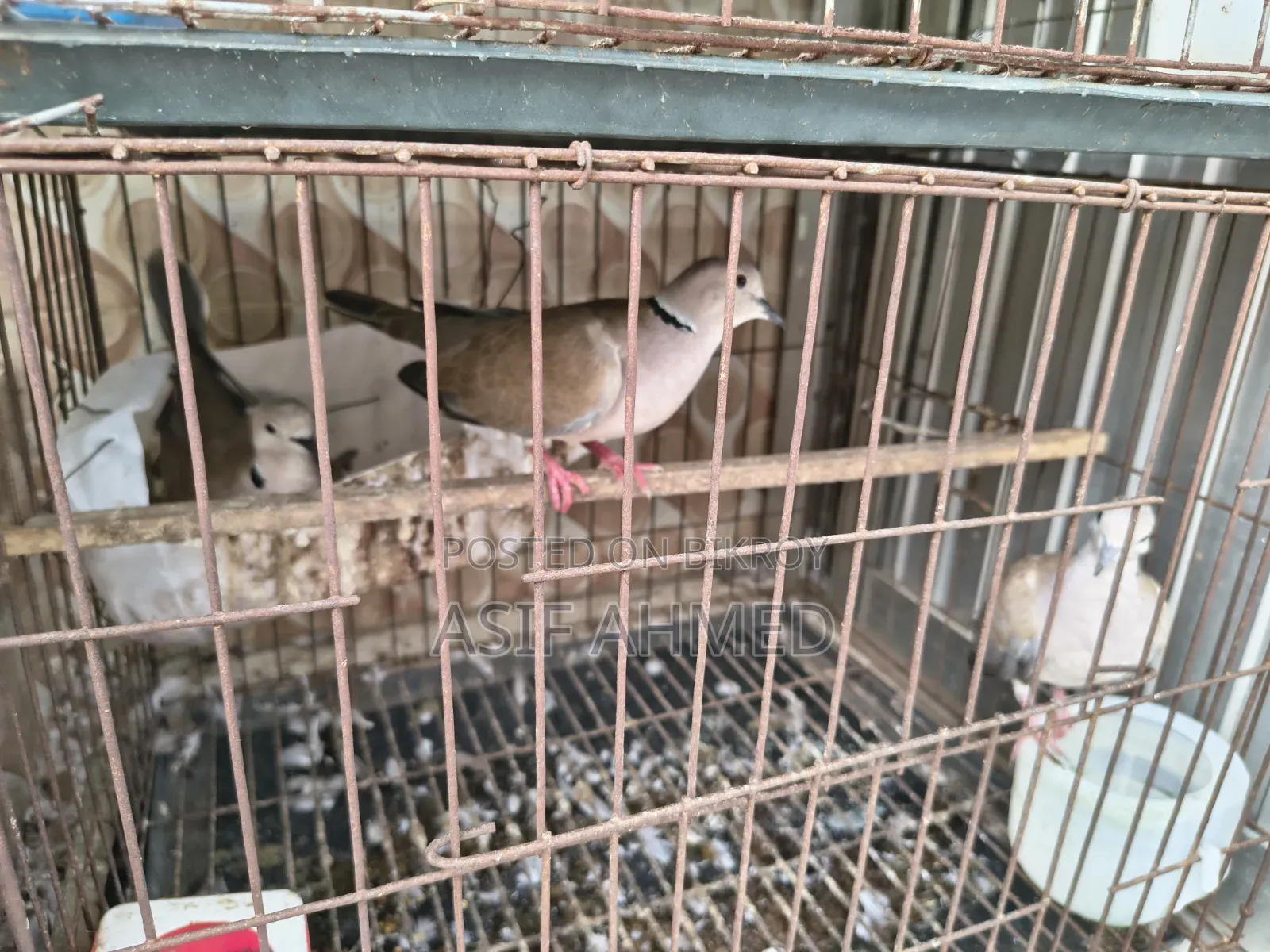 অস্ট্রেলিয়ান ঘুঘু (১ জোড়া + ১টা মেইল)