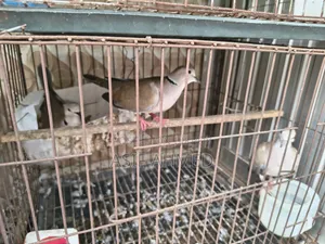অস্ট্রেলিয়ান ঘুঘু (১ জোড়া + ১টা মেইল)