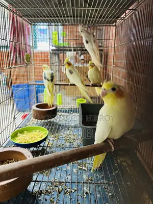 Cockatiels