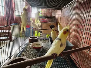 Cockatiels