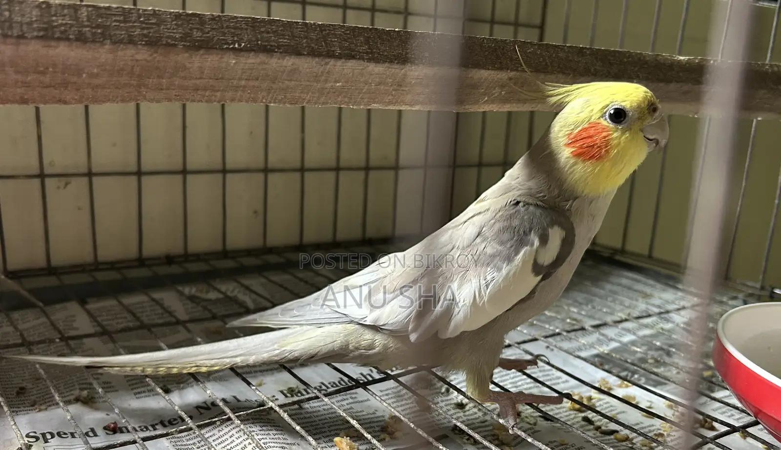 Cockatiel Bird