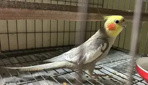 Cockatiel Bird