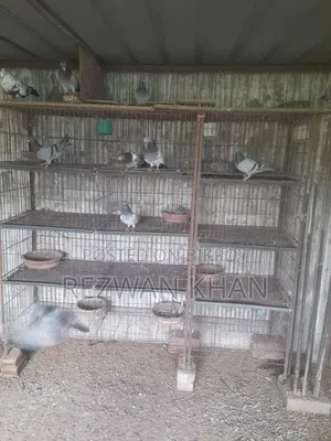 Pigeons Cage