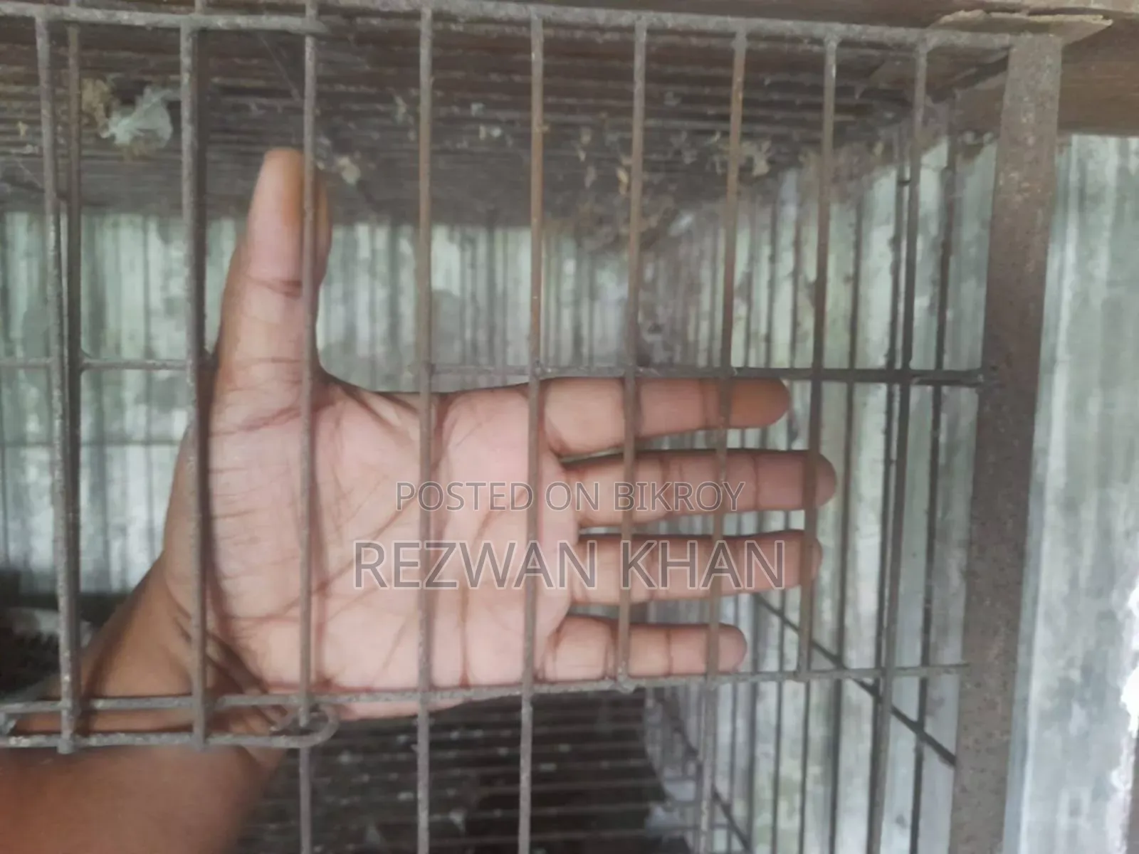 Pigeons Cage