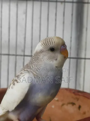 Baby Bajigar Bird's