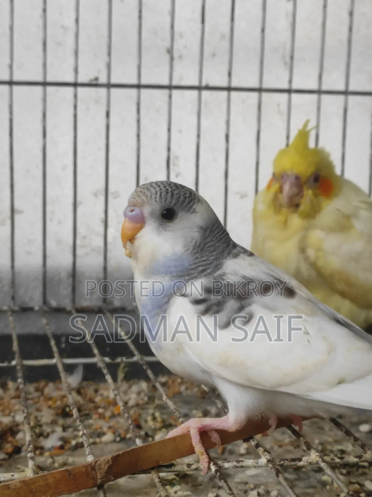 Baby Bajigar Bird's
