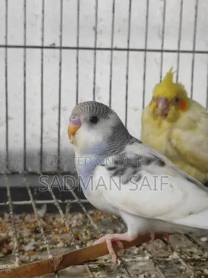 Baby Bajigar Bird's