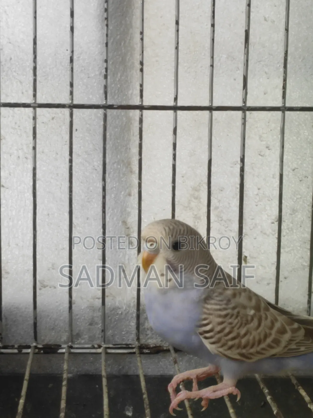 Baby Bajigar Bird's
