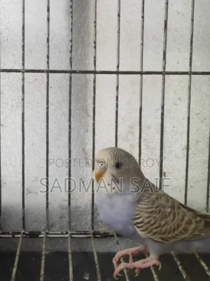 Baby Bajigar Bird's