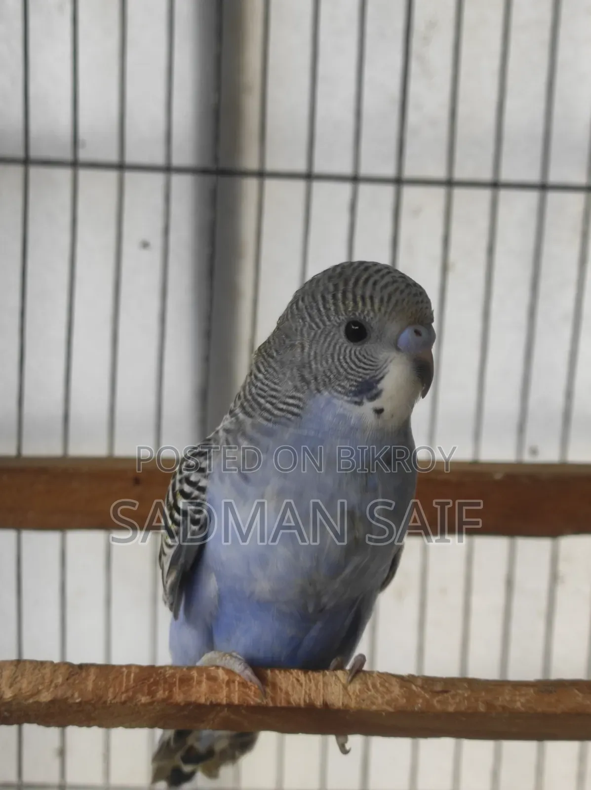 Baby Bajigar Bird's
