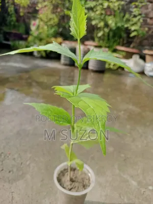 শিউলি ফুলের চারা গাছ