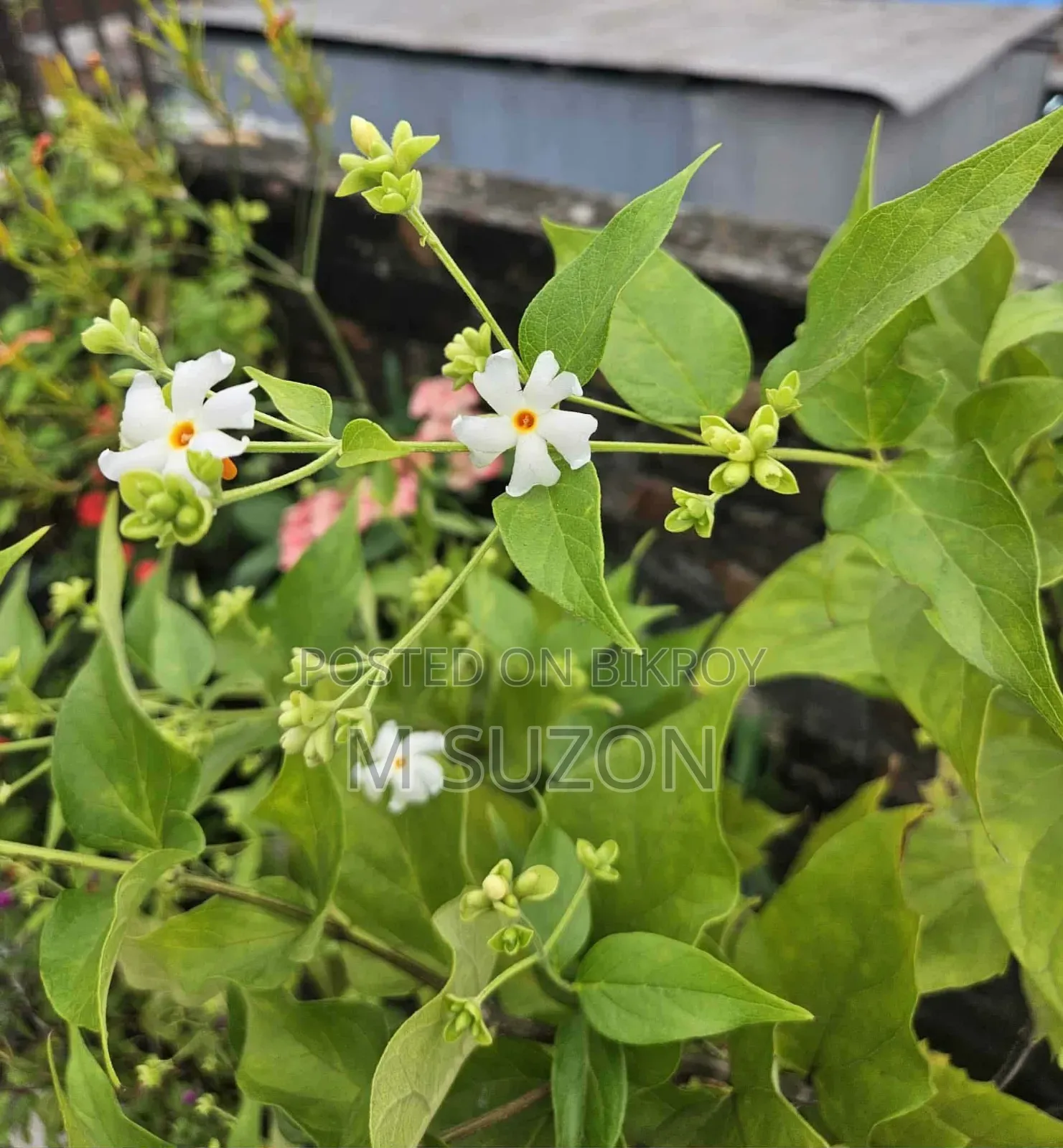 শিউলি ফুলের চারা গাছ
