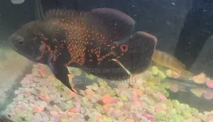 Oscar Fish