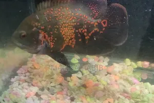 Oscar Fish