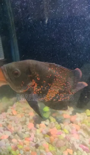 Oscar Fish