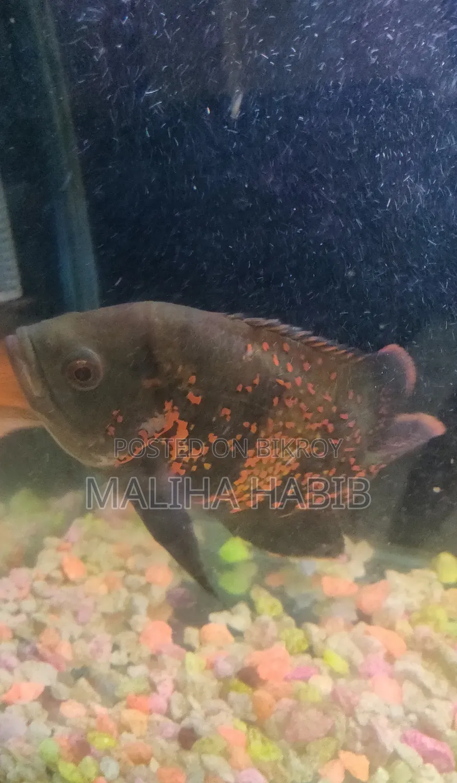 Oscar Fish