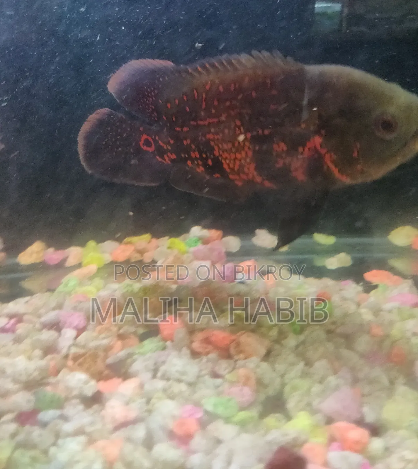 Oscar Fish