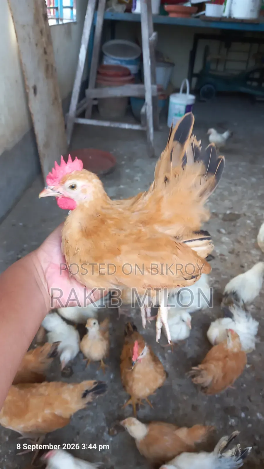 জাপানিজ ব্যান্থাম মোরগ মুরগি