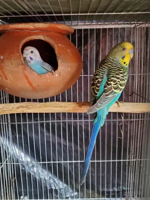 বাটরিগার রানিং জোড়া