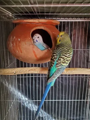 বাটরিগার রানিং জোড়া