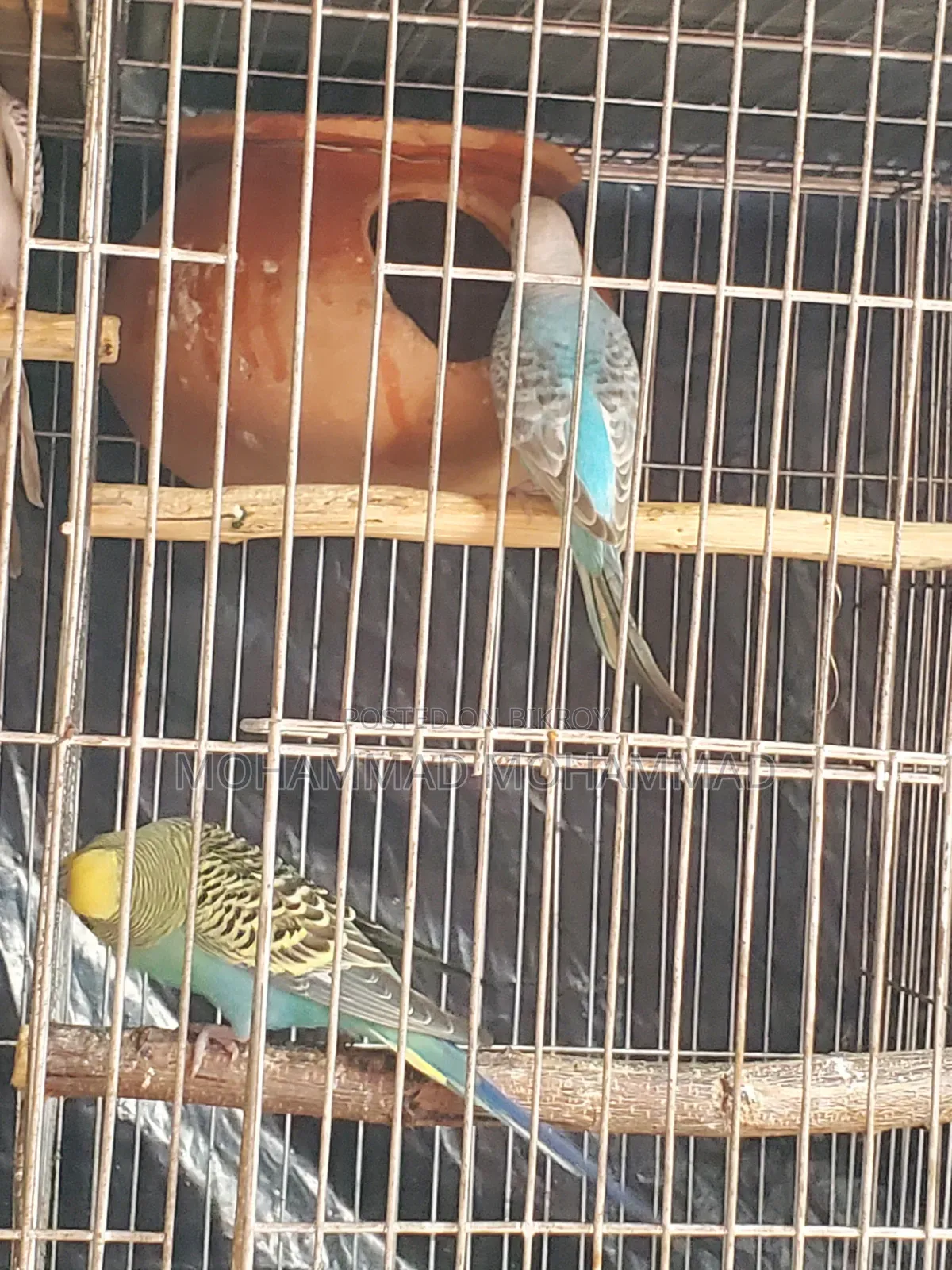 বাটরিগার রানিং জোড়া
