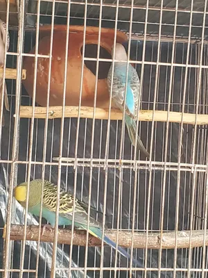 বাটরিগার রানিং জোড়া