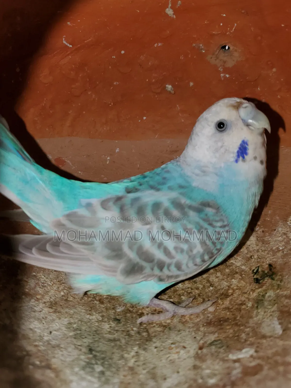 বাটরিগার রানিং জোড়া