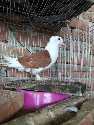 একটা সিঙ্গেল রাজ গোল্লা মাদি কবুতর বিক্রি হবে