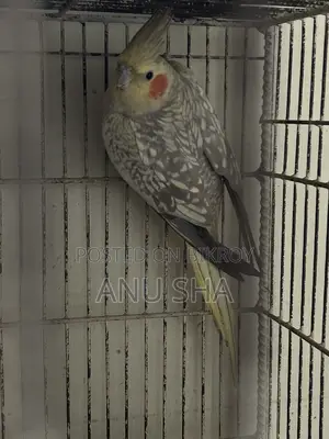 Cockatiel Bird