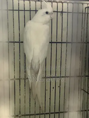Cockatiel Bird