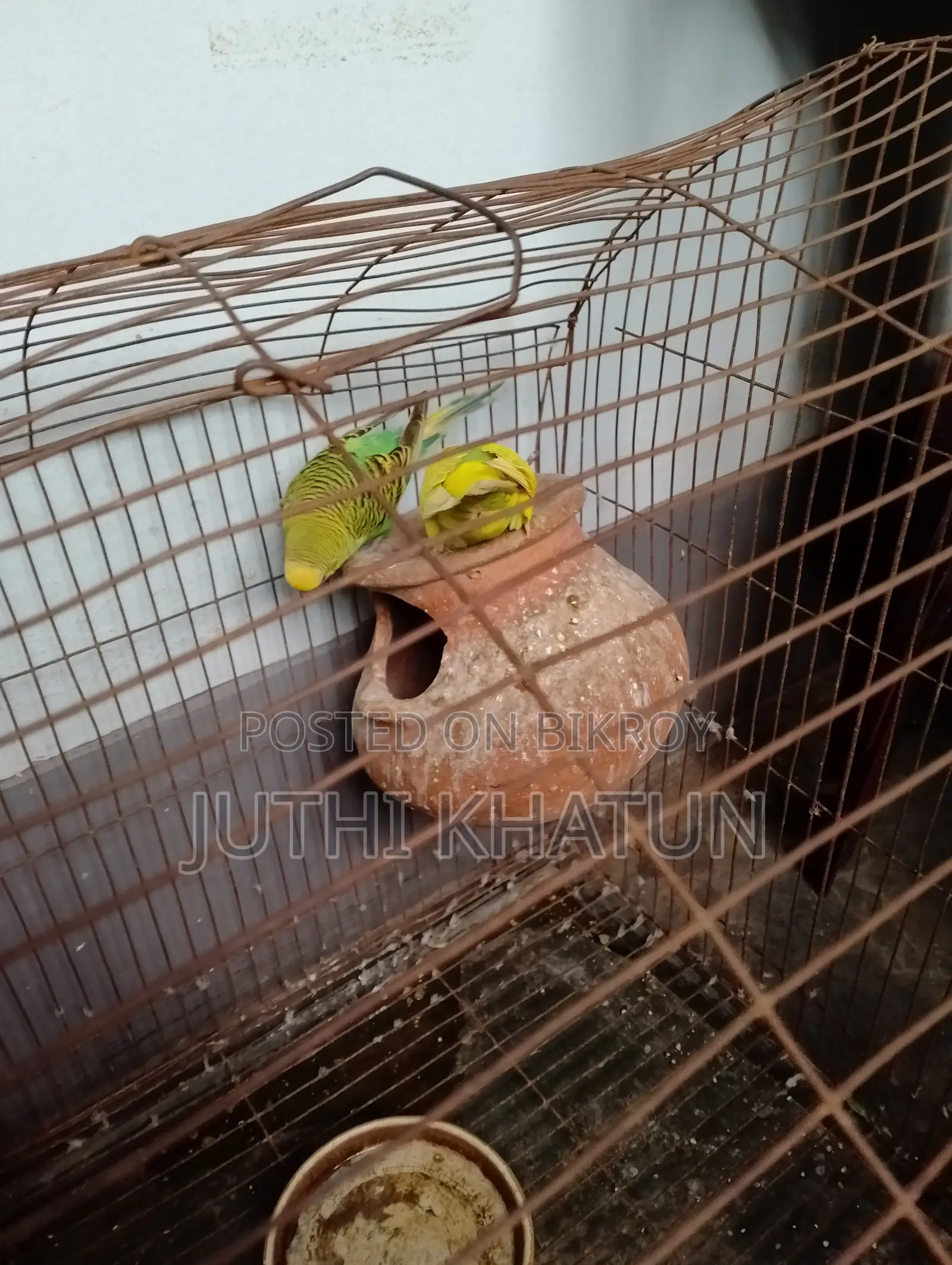 বাজরিকা পাখি ও খাচা