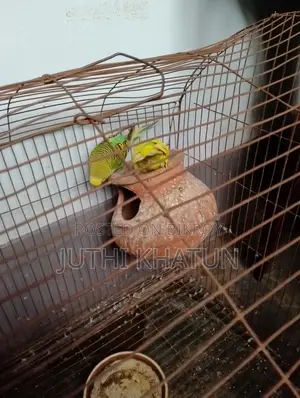 বাজরিকা পাখি ও খাচা