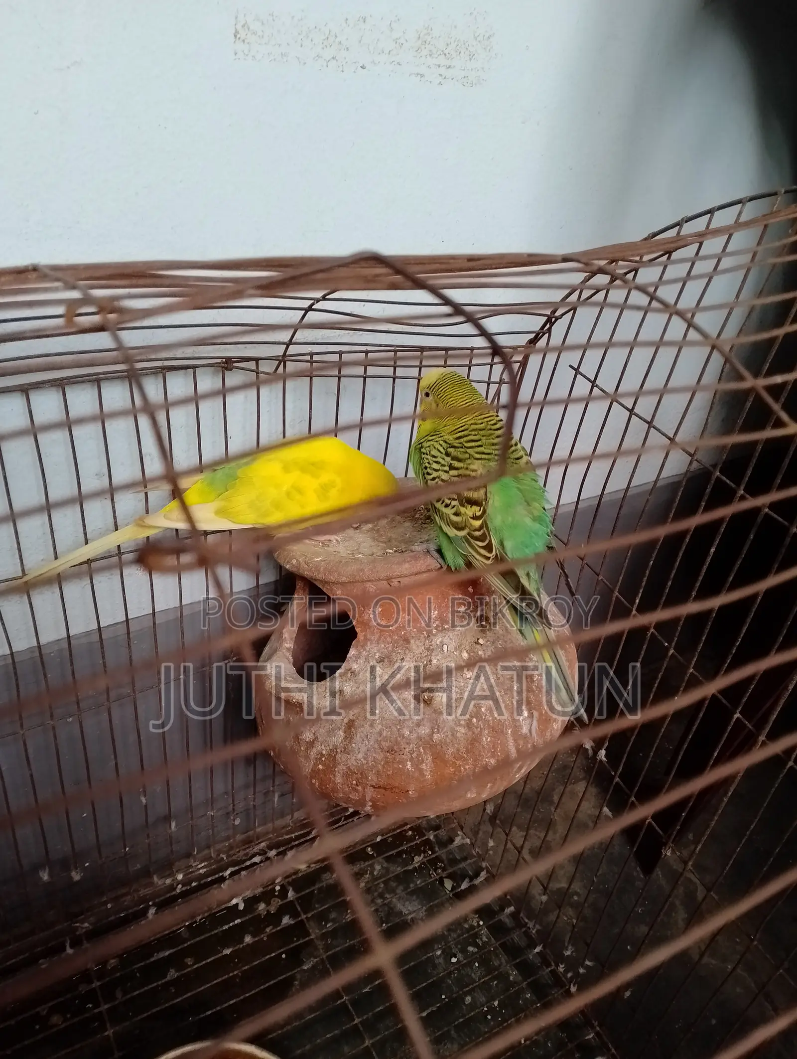 বাজরিকা পাখি ও খাচা
