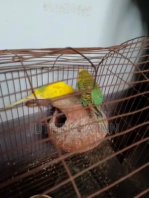 বাজরিকা পাখি ও খাচা