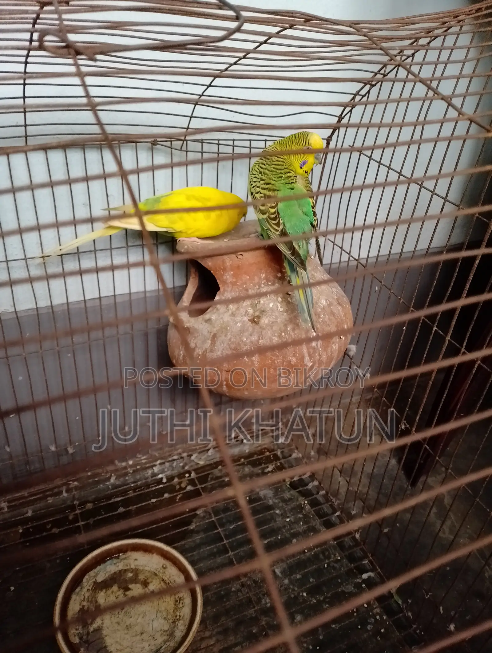বাজরিকা পাখি ও খাচা