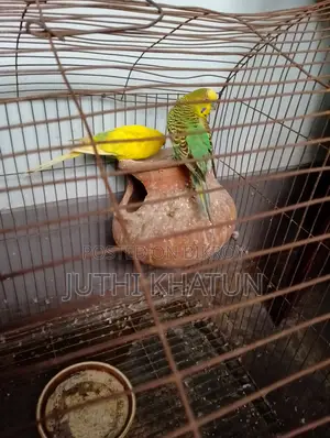 বাজরিকা পাখি ও খাচা