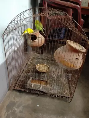 বাজরিকা পাখি ও খাচা