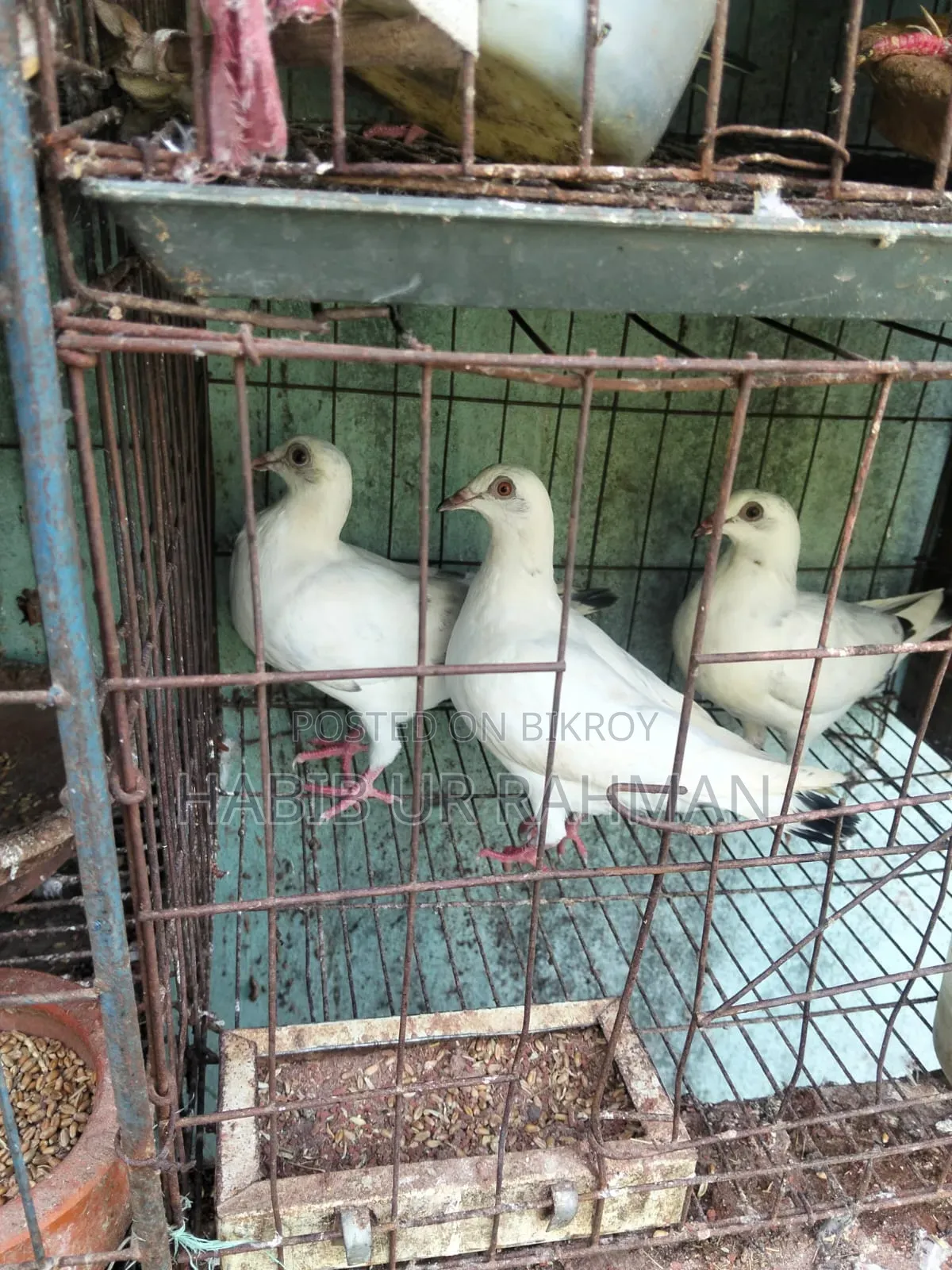 কবুতর ৬ জোড়া
